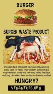 Factory farming - cattle burger waste product dead calves