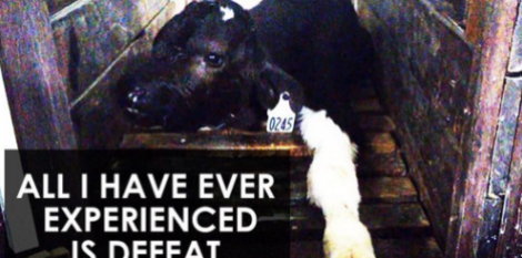 Factory farming - cattle calves defeat