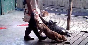 Factory farming - cattle calves tortured