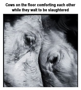 Factory farming - cattle comforting each other