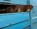 Factory farming - cattle cow on way to slaughter