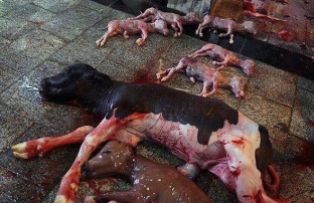 Factory farming - cattle dairy slaughterhouse birth is not unusual