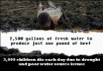 Factory farming - cattle economics 2,500 gallons of water to produce one pound