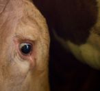Factory farming - cattle eyes cow