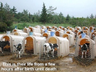 Factory farming - cattle farming today