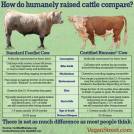 Factory farming - cattle humanely raised