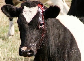 Factory farming - cattle injured cow