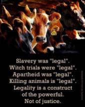 Factory farming - cattle legal