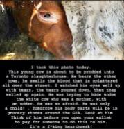 Factory farming - dairy calf crying on way to slaughter