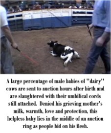 Factory farming - dairy calves old while too young