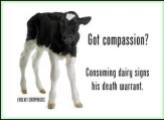 Factory farming - dairy cattle calves kills
