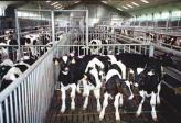 Factory farming - dairy cattle calves