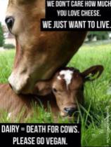 Factory farming - dairy cattle death for cows