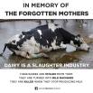 Factory farming - dairy cattle mother and calf