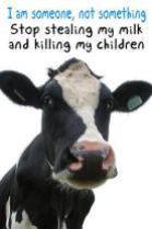 Factory farming - dairy cattle stop stealing my milk
