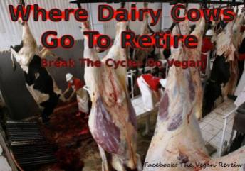 Factory farming - dairy cattle where they retire
