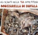 Factory farming - dairy cheese mozarella rest of your