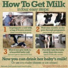 Factory farming - dairy milk how to get