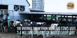 Factory farming - dairy water 3.4m galls per 700 cows