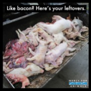 Factory farming - pigs bacon leftovers