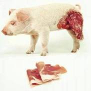 Factory farming - pigs bacon