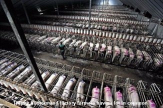 Factory farming - pigs crates factory