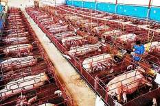 Factory farming - pigs crates