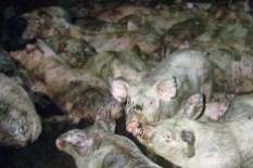 Factory farming - pigs crowded dirty and ill