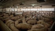 Factory farming - pigs crowded in pen