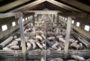 Factory farming - pigs crowded in pens many