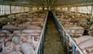 Factory farming - pigs crowded in pens