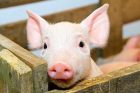 Factory farming - pigs cute