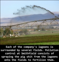Factory farming - pigs factory largest in the world 1