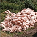 Factory farming - pigs factory largest in the world 2