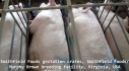 Factory farming - pigs factory largest in the world 3