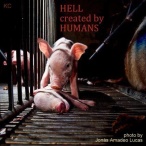 Factory farming - pigs hell created by humans