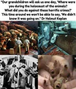 Factory farming - pigs holocaust