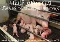 Factory farming - pigs in battery cage