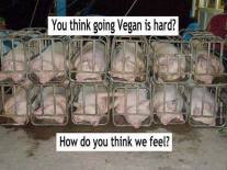Factory farming - pigs in cages