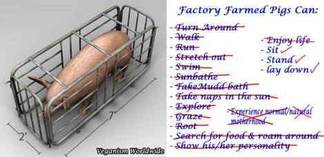 Factory farming - pigs in factory farms