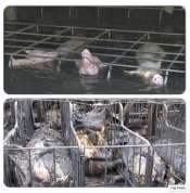 Factory farming - pigs in fire or flood