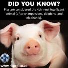 Factory farming - pigs most intelligent
