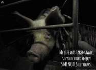 Factory farming - pigs my life was taken away for 5 minutes