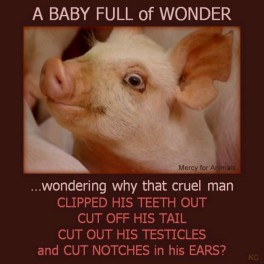Factory farming - pigs piglets are mutilated without anaesthetic