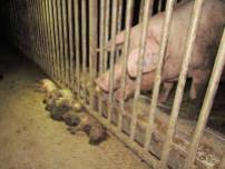 Factory farming - pigs piglets dead