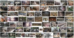 Factory farming - pigs search result 03