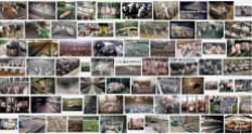 Factory farming - pigs search result 04