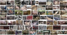 Factory farming - pigs search result 05