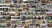 Factory farming - pigs search result 06