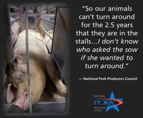 Factory farming - pigs stalls can't turn around for 2.5 yrs